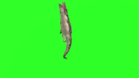 4K Green Screen 3D Crocodile Eating, Jumping, Performing Death Roll, and Wal Stock Footage 282614392