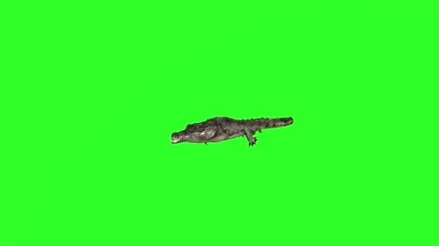4K Green Screen 3D Crocodile Swimming, Running, Attacking, and Performing De Stock Footage 282615040