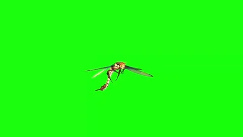 4K Green Screen 3D Dragonfly Flying, Attacking, and Falling Dead Stock Footage 282664157