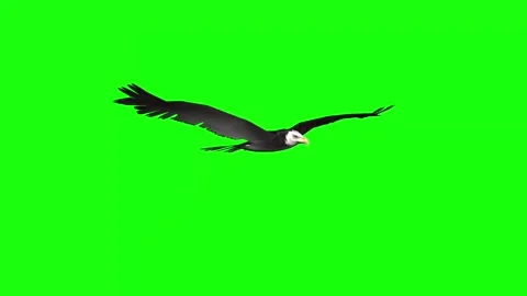 4K Green Screen 3D Eagle Flapping Wings and Soaring in the Sky Stock Footage 282618535
