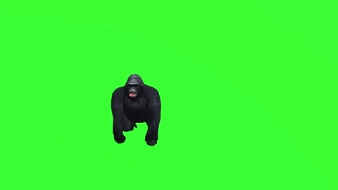 4K Green Screen 3D Gorilla Charging, Attacking, and Walking in Realistic Mot Stock Footage 282672630