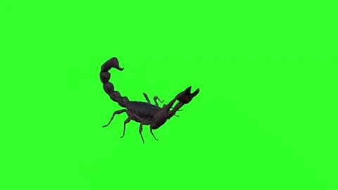4K Green Screen 3D Scorpion Attacking with Claws and Tail Stock Footage 282778891