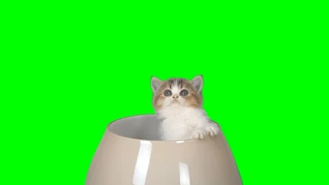 4K Green Screen Cat Sitting in a Bowl and Looking Around Cute Little Kitten Stock Footage