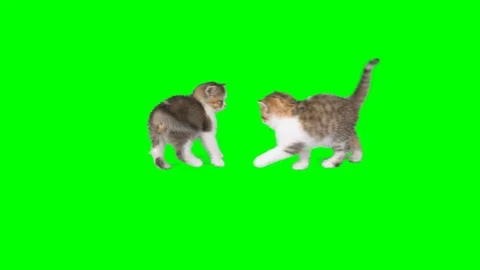 4K Green Screen Cats Playing and Brawling Each Other Cute Little Kittens Playing Stock Footage