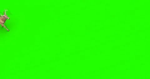 4k green screen side view footage of a deer walking across the frame. Stock Footage 106778571