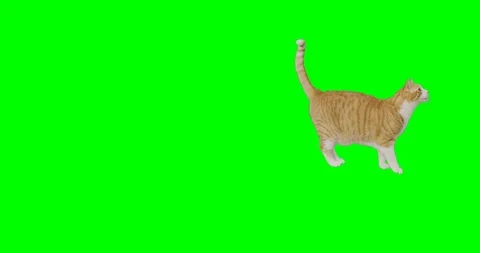 4k green screen slow motion footage of an orange cat jumps down from height. Stock Footage 106281300
