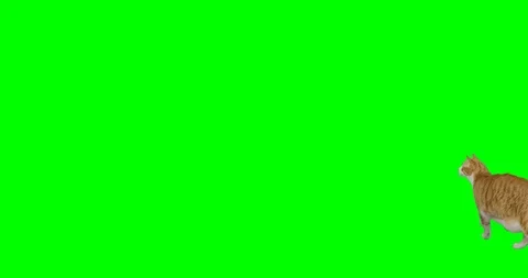4k green screen slow motion footage of an orange cat rises on two feet. Stock Footage 106281449