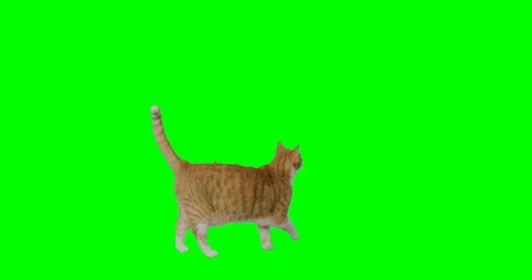 4k green screen slow motion footage of an orange cat wandering around and gets o Video stock 106281751