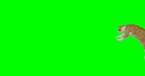 4k green screen slow motion footage of an orange cat entering the frame jumping  Stock Footage 106281795