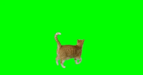  4k green screen slow motion footage of an orange cat trying to catch something  Video stock 106281826