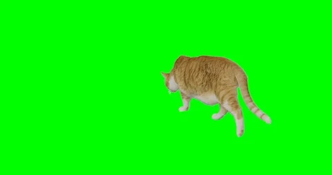 4k green screen slow motion footage of an orange cat lying down and looking at t Vidéo 106282063
