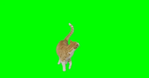 4k green screen slow motion footage of an orange cat trying to reach up. Stock Footage 106282309