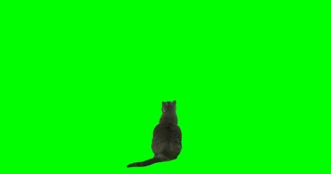 4k green screen slow motion footage of an gray cat rising on two feet.  Stock Footage 106282479