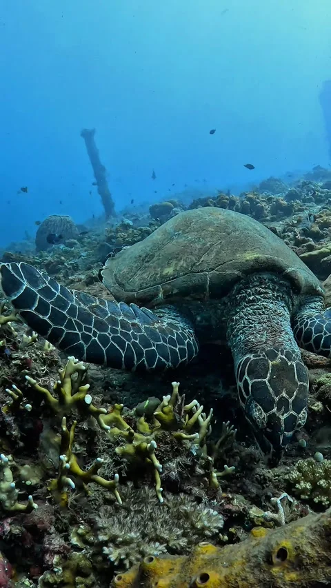 4K Green Sea Turtle Resting On Coral Reef Underwater Stock Footage 338238364