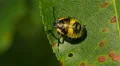 4K Green Stink Bug (Chinavia hilaris) Nymph 4 4k or 4k+ Resolution