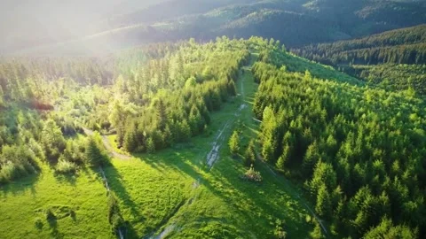4k Green trees in the forest with green grass and green field, aerial view. Wild Stock Footage 275650019