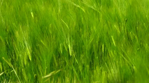 4K Green wheat on field Close up Stock Footage 196438563