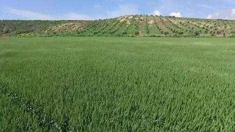 4K Green Wheat Field Early Growth Stage Terraced Hillside Background Stock-Footage 334440558