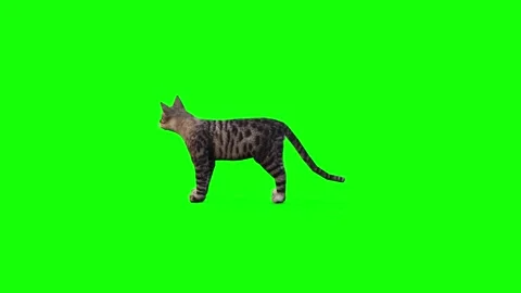 4K Greenscreen Video: 3D Idle Cat from Left View 스톡 동영상 291535925