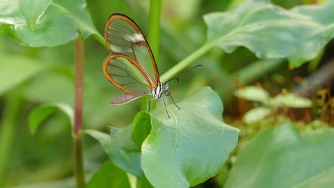 4K Greta Oto Glasswing Butterfly resting on leaf Stock Footage