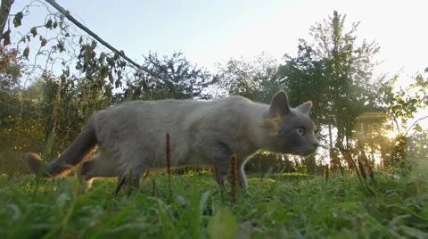 4K Grey cat looking straight at camera moving in grass  Stock Footage 56165403