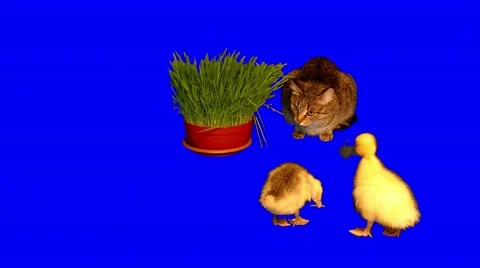 4k grey cat watching 2 little goslings eating green grass Stock Footage 50764543