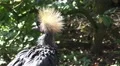 4k Grey crowned crane close up in sunny landscape 4k or 4k+ Resolution