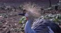 4k Grey crowned crane close up head sunny day 4k or 4k+ Resolution