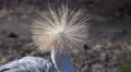 4k Grey crowned crane close up head sunny day 4k or 4k+ Resolution