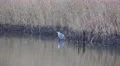 4k Grey Heron in pond with shelf in cold season nature 4k or 4k+ Resolution