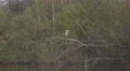 4k Grey heron sitting on tree branch over lake sunny nature reserve 4k or 4k+ Resolution
