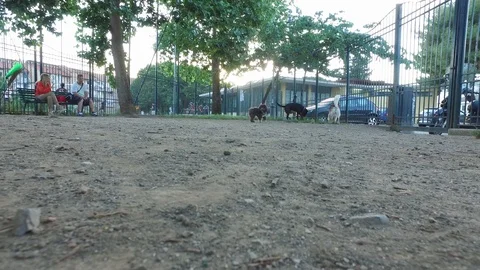 4K grey poodle having fun in the park Stock Footage 92445495