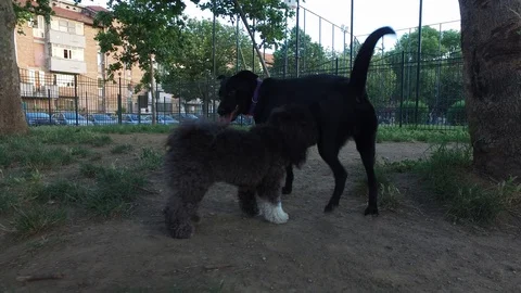 4K grey poodle having fun in the park Stock Footage 92445694