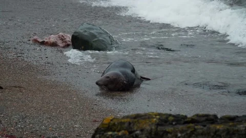 4K Grey seal rolling out of the water onto the beach, North Wales 動画素材 235728152