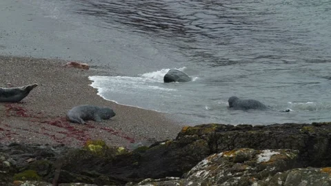 4K Grey seals fighting on waters edge, North Wales 库存影片 235728016