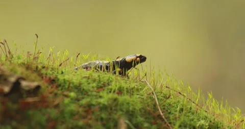 4K ground-level cinematic close-up of fire salamander (Salamandra salamandra) Stock Footage 318684803