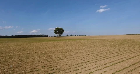 4k ground level drone shot approaching a Tree in the distance on a field Stock Footage 90876554