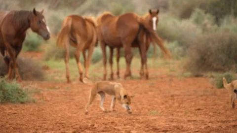 4K, group of 3 dingoes running near a herd of horses in an Australian desert Video stock 100358359