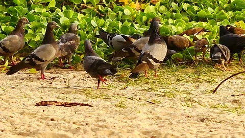 4K Group of the birds are foraging on the beach. Видео 79609677