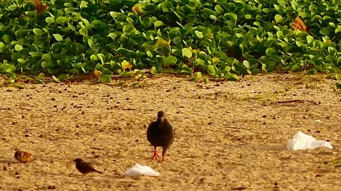 4K Group of the birds are foraging on the beach. Stock Footage 79609703