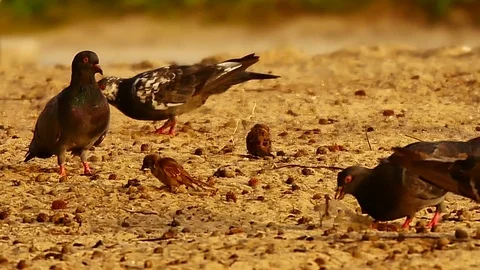 4K Group of the birds are foraging on the beach. 動画素材 79609706