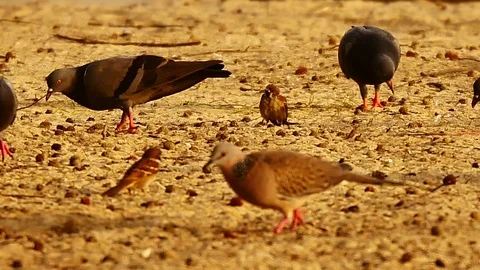 4K Group of the birds are foraging on the beach. Stock Footage 79609714