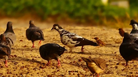 4K Group of the birds are foraging on the beach. Vídeos de archivo 79609720