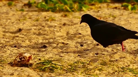 4K Group of the birds are foraging on the beach. Видео 79609729