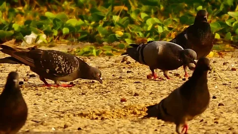 4K Group of the birds are foraging on the beach. Vídeo Stock 79609735