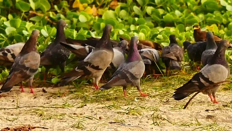 4K Group of the birds are foraging on the beach. Stock Footage 79609740