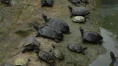 4K group of different turtle species resting together on a wet rock 스톡 동영상 337089808