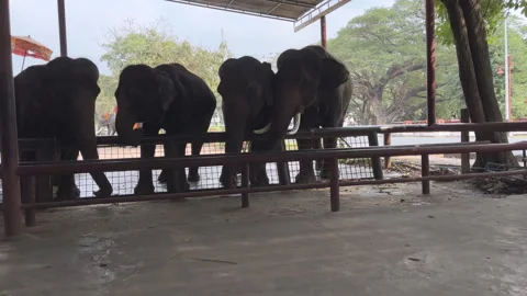 4K Group of elephant . Stock Footage 265124327