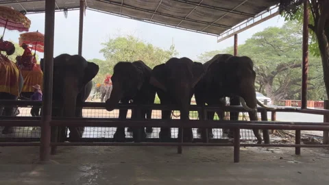4K Group of elephant . Stock Footage 265124328
