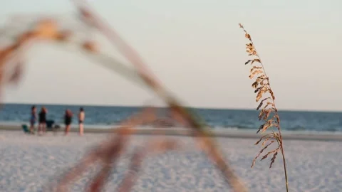 4K Group of Friends Casually Hangs Out Together for Natural Florida Beach Sunset Stock Footage 154879900